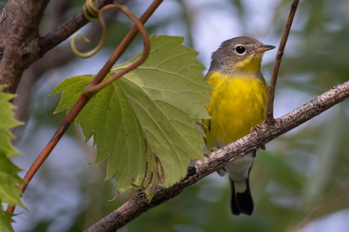 Magnolia Warbler - Mark Parker