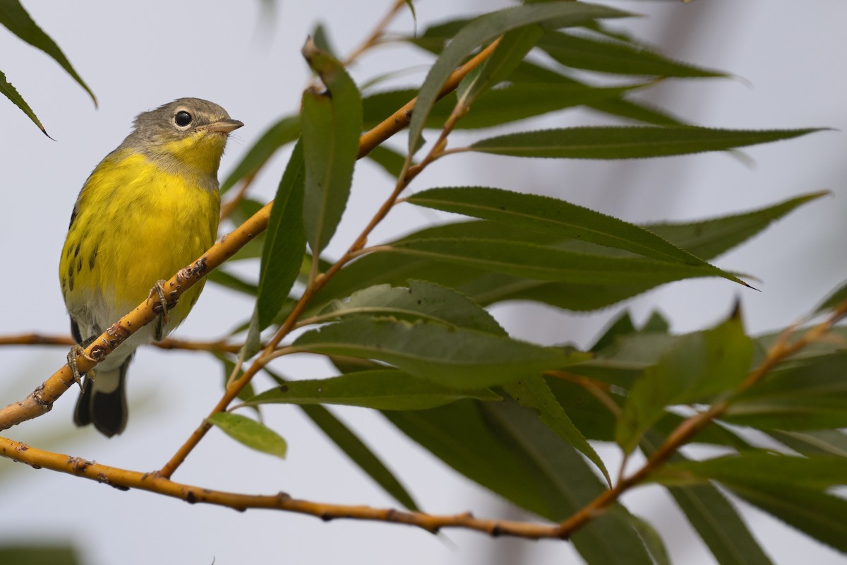 Magnolia Warbler - ML484917331