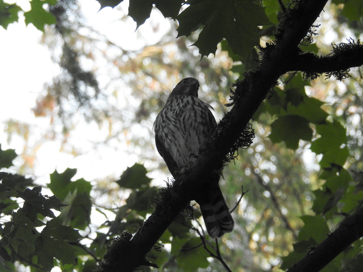 Cooper's Hawk - ML484918771