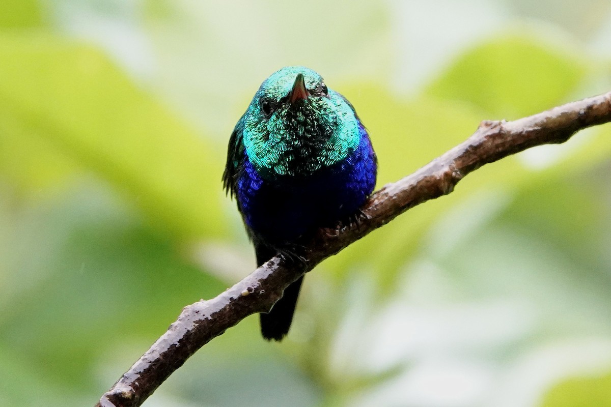 Violet-bellied Hummingbird - Barbara Stewman