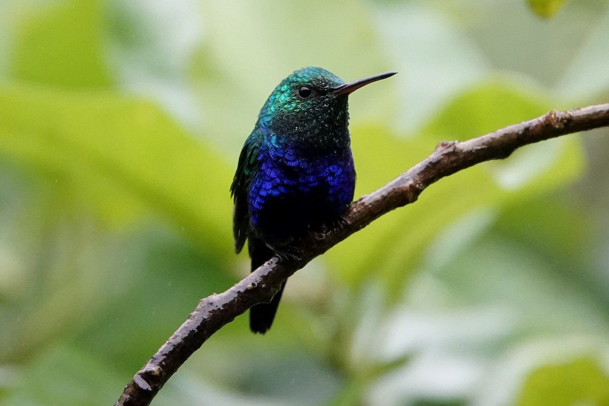 Violet-bellied Hummingbird - Barbara Stewman