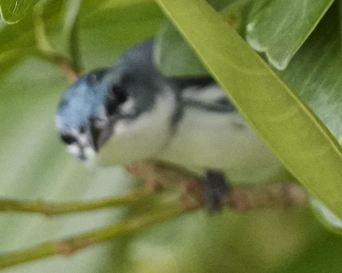 Cerulean Warbler - ML484918871
