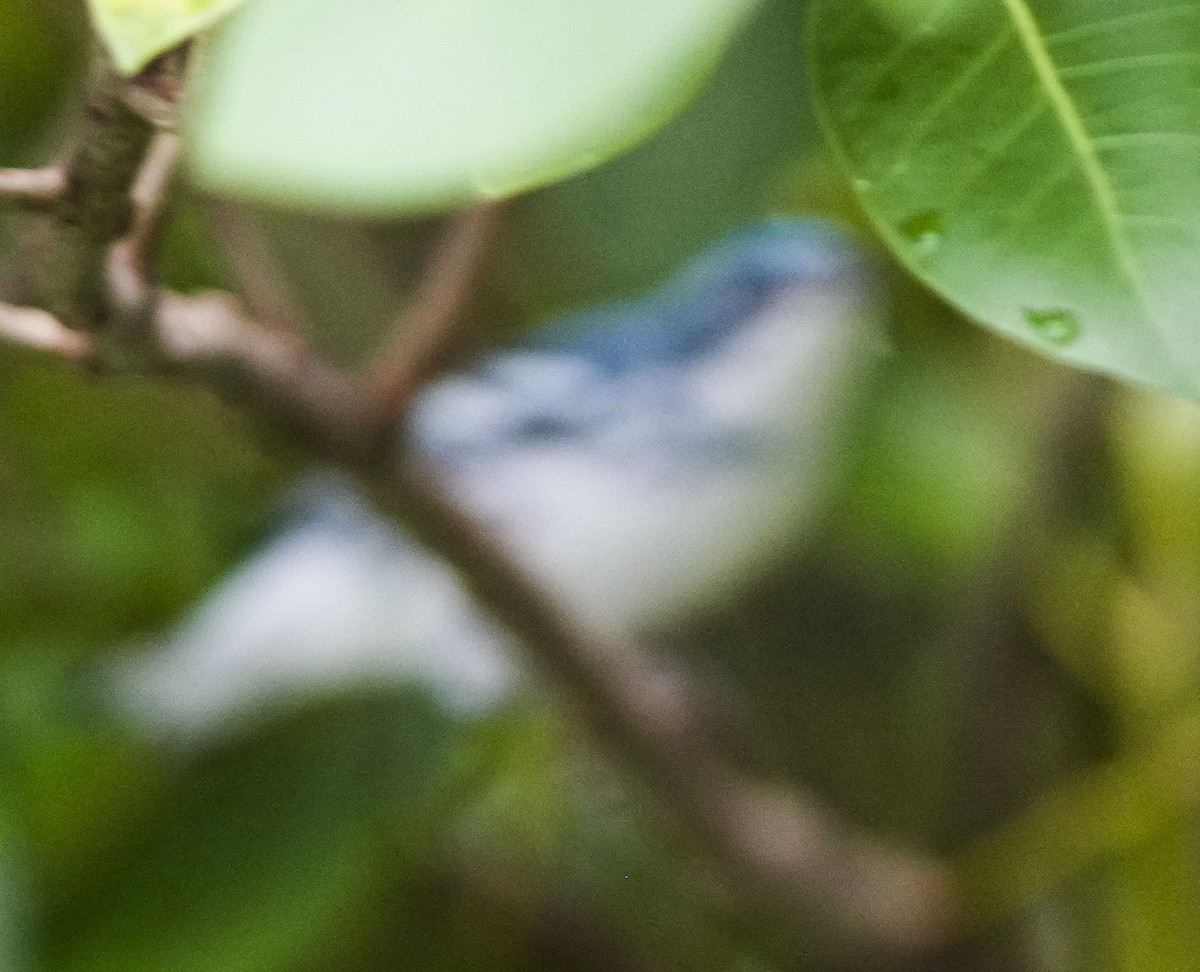 Cerulean Warbler - ML484919111