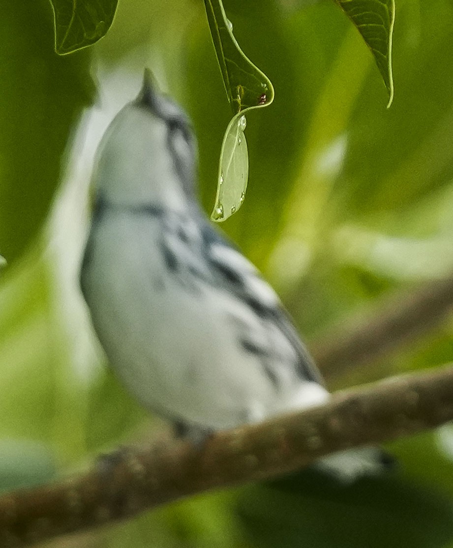 Cerulean Warbler - ML484919151