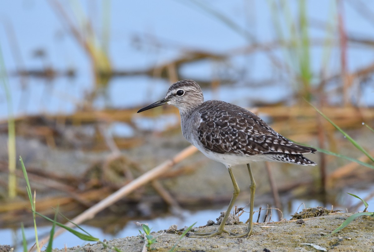 Wood Sandpiper - ML484921131