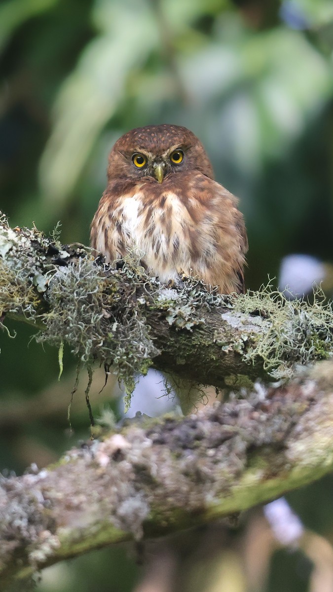 Andean Pygmy-Owl - ML484922501