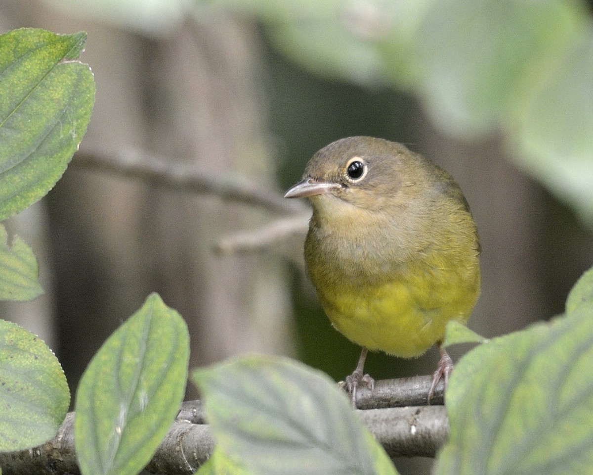 Connecticut Warbler - ML484924011