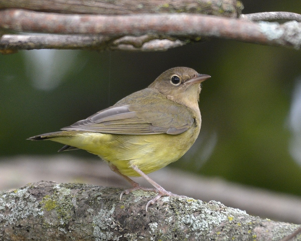 Connecticut Warbler - ML484924351