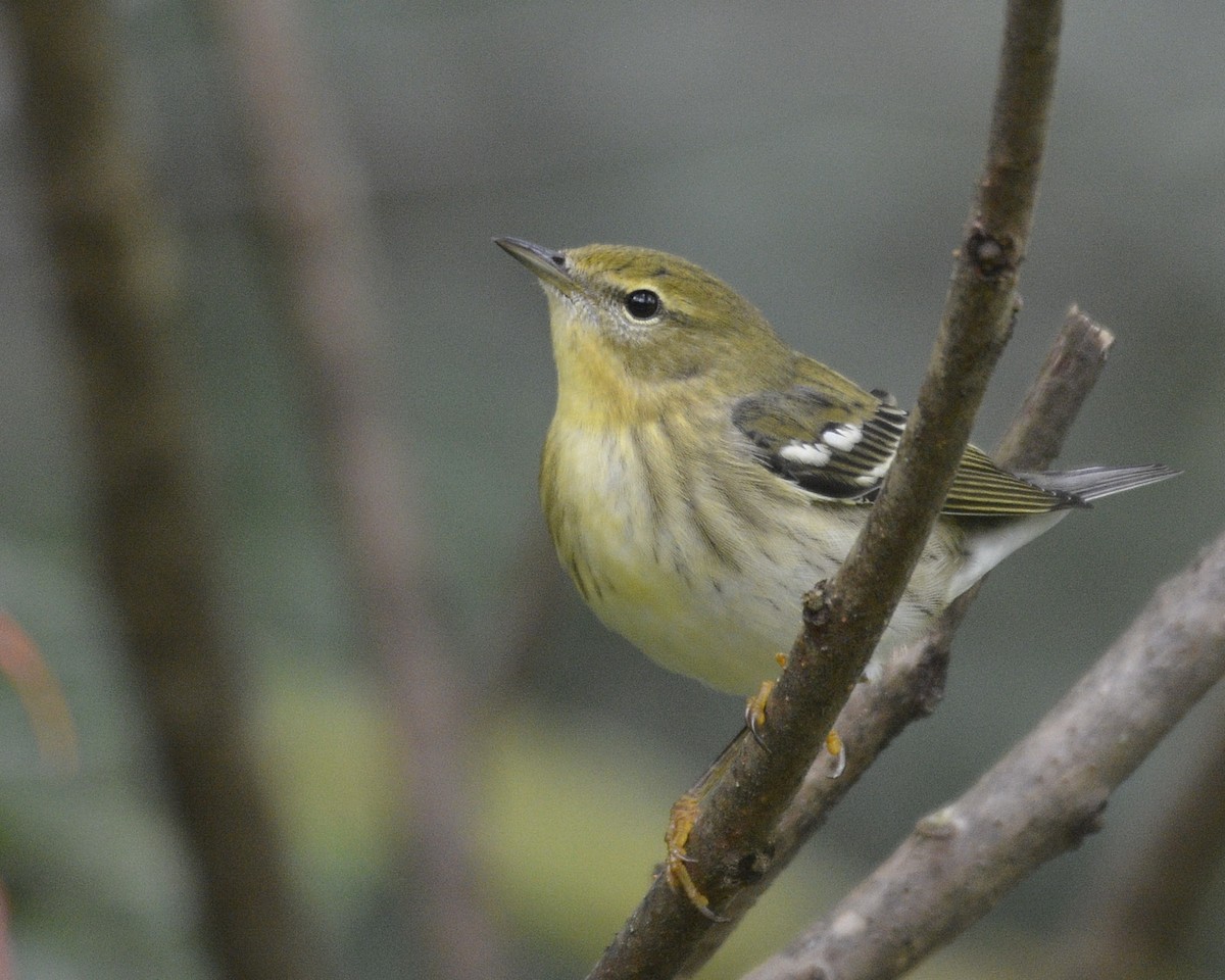 Blackpoll Warbler - ML484925271