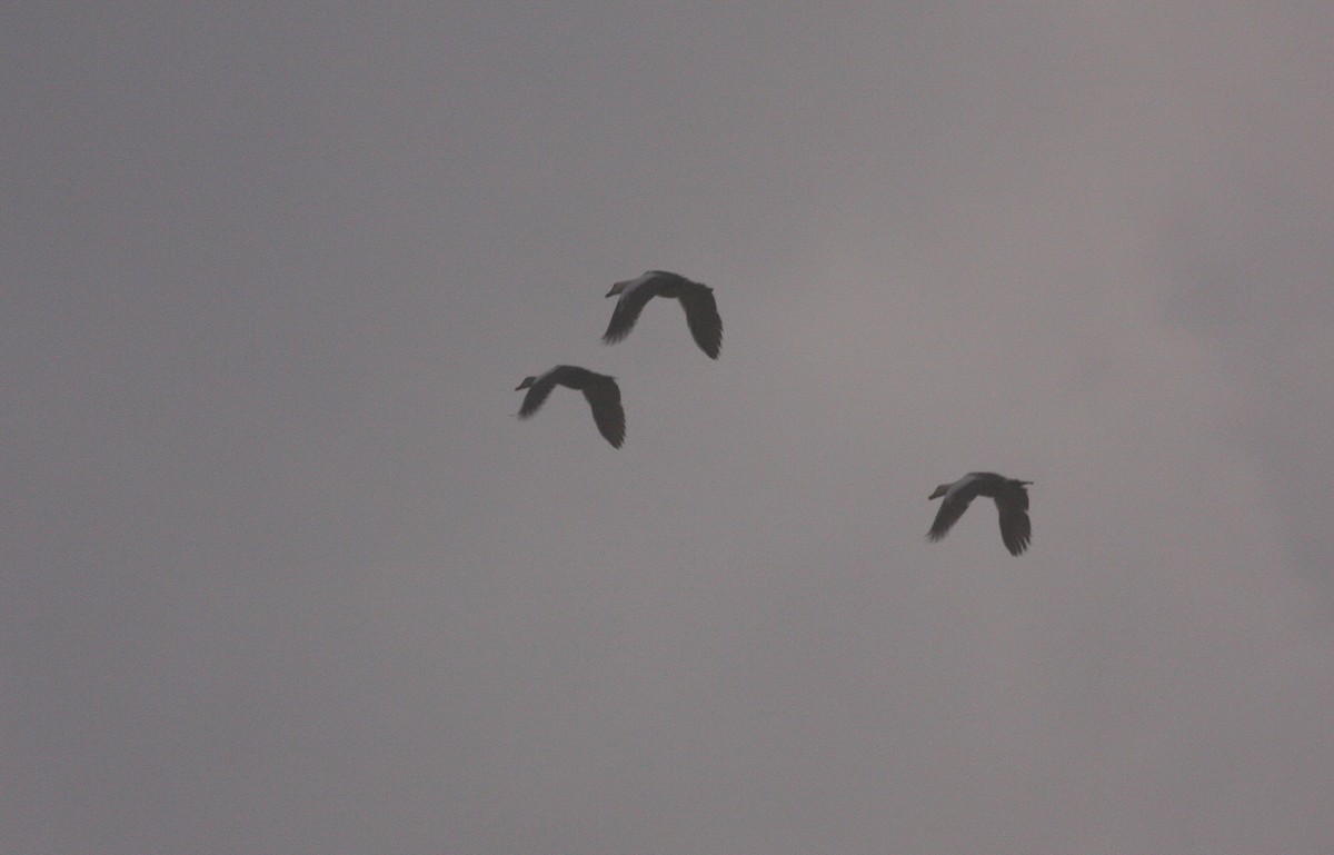 White-winged Duck - ML484925421