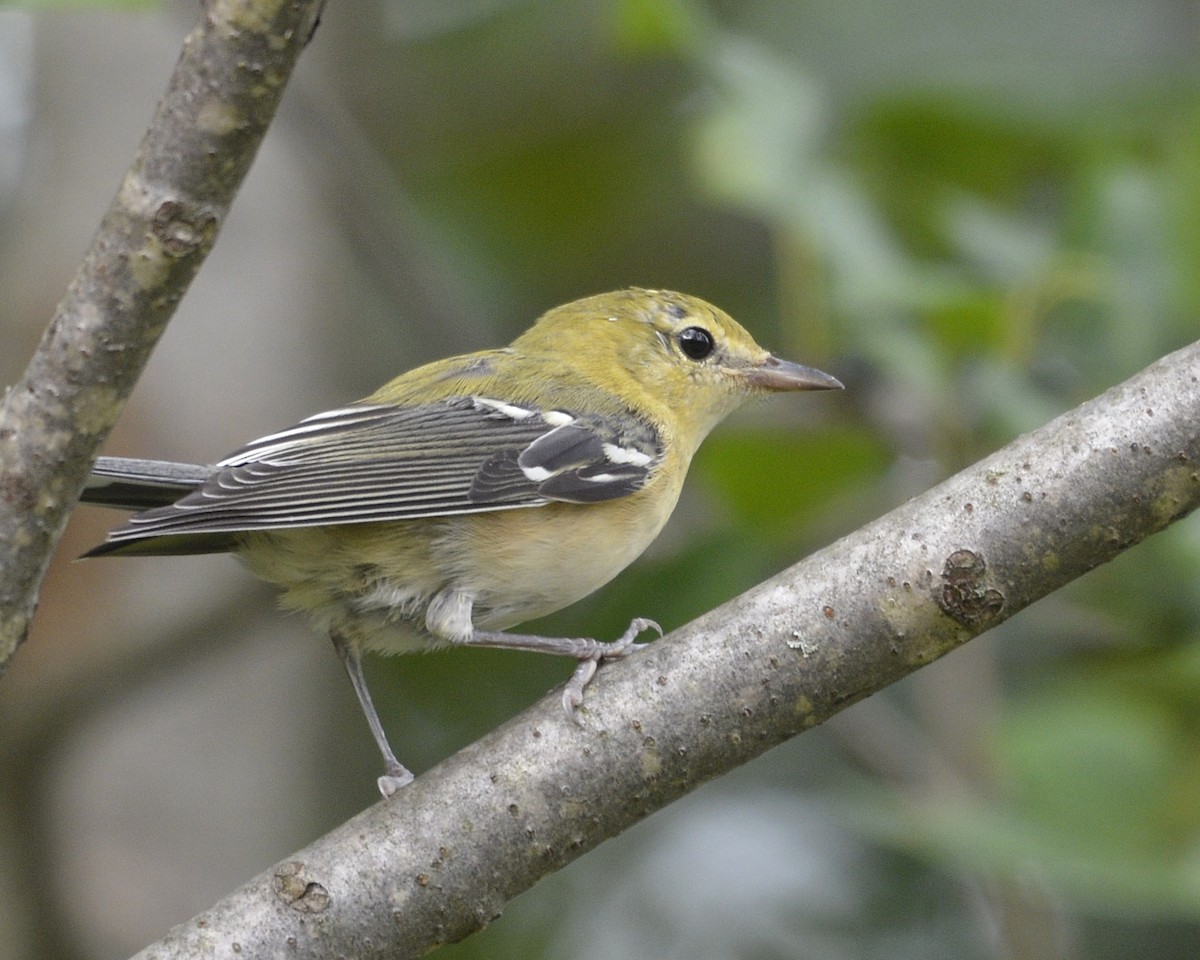 Bay-breasted Warbler - ML484925701