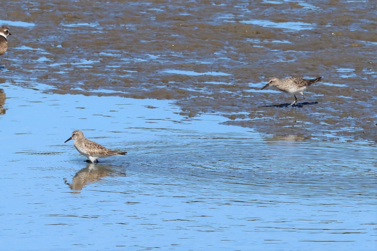 White-rumped Sandpiper - ML484925831