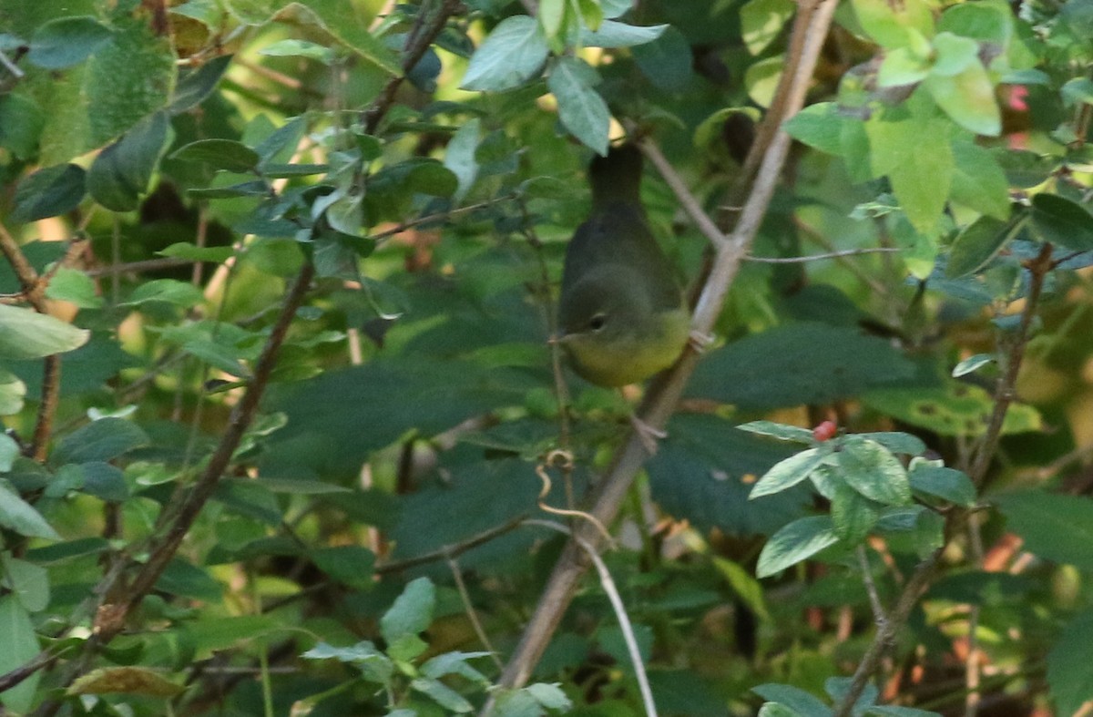 Mourning Warbler - Joel Eckerson