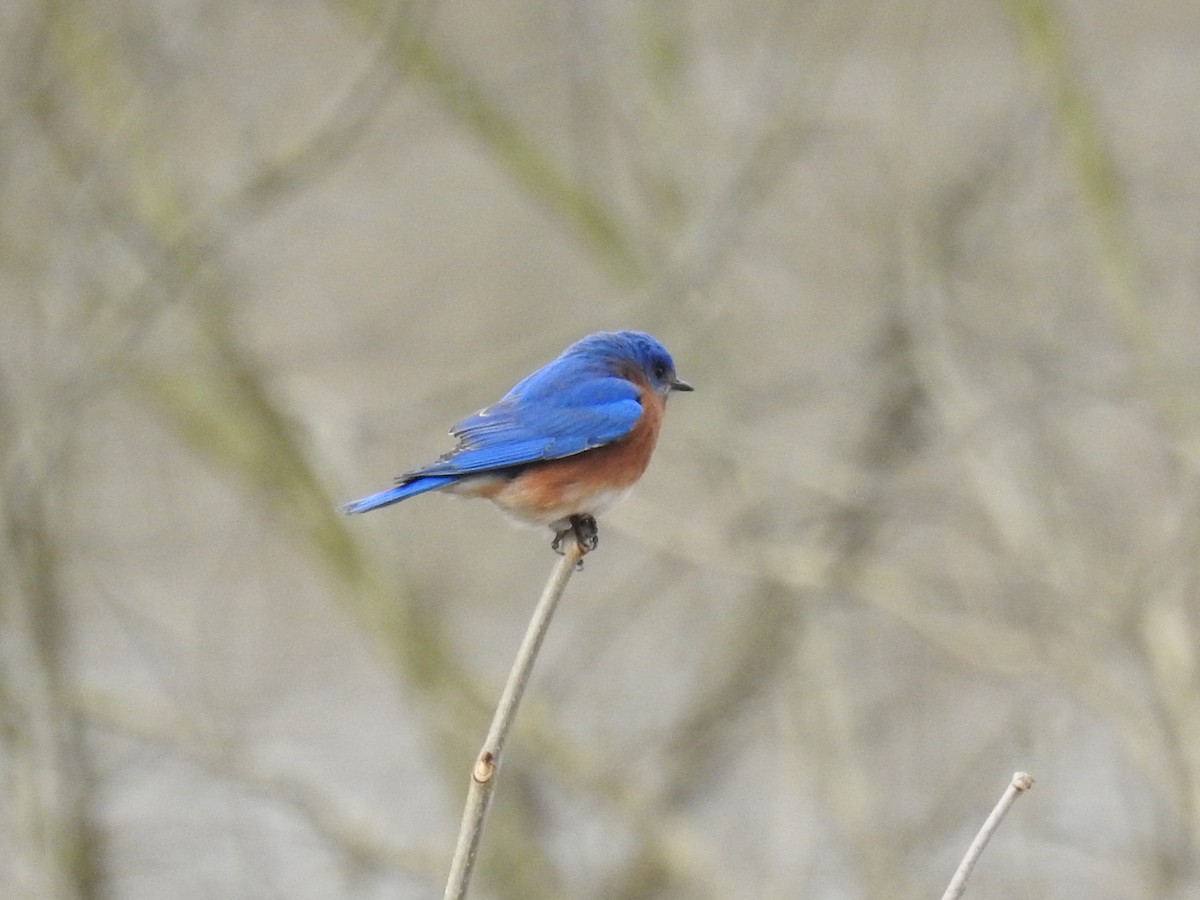 Eastern Bluebird - Rick Luehrs