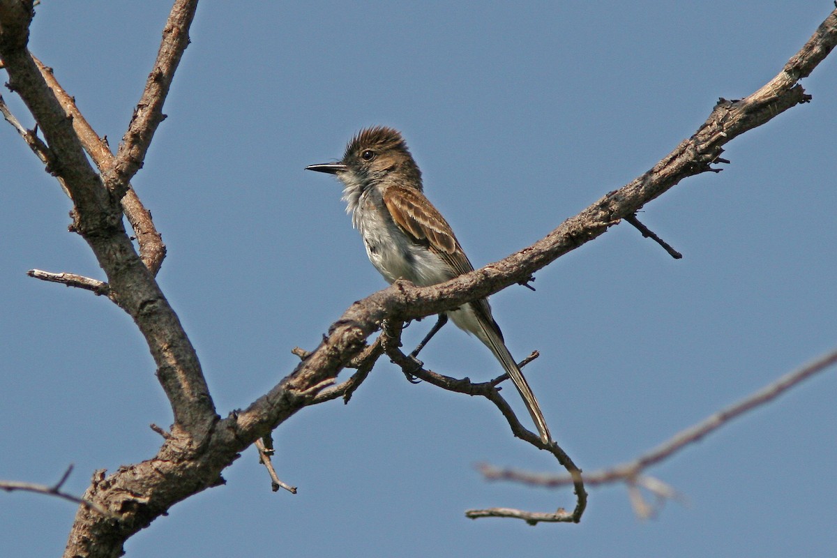 Puerto Rican Flycatcher - David Disher