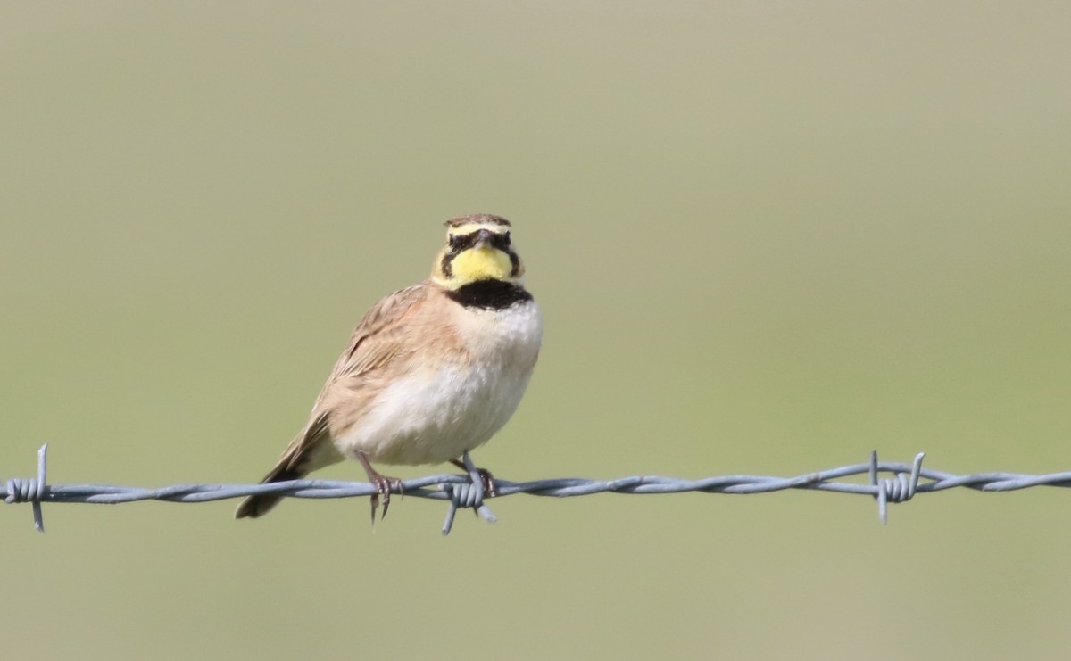 Horned Lark - Hendrik Swanepoel