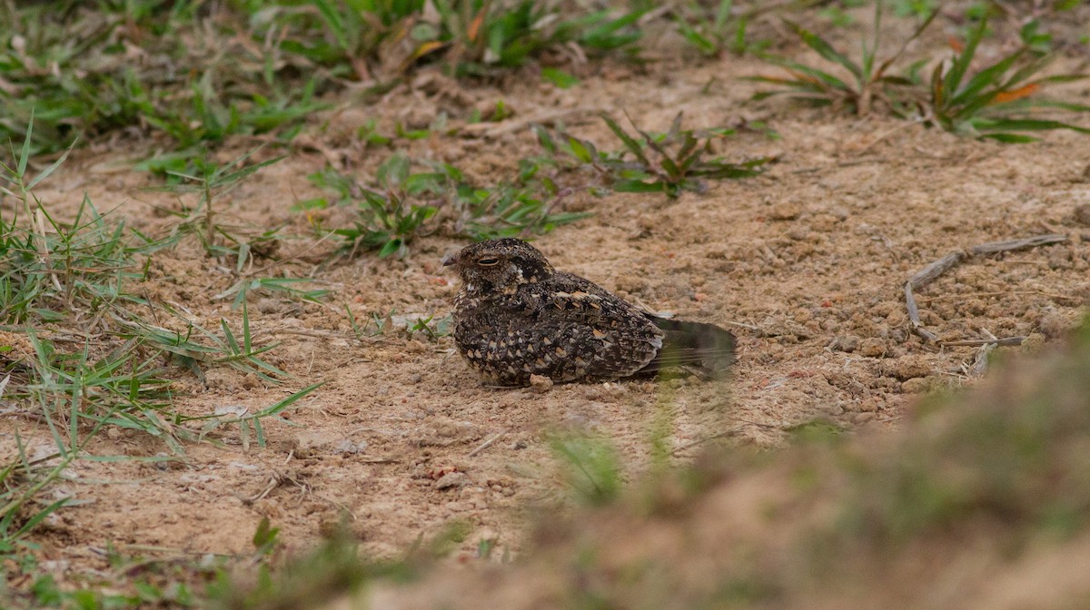 Savanna Nightjar - ML484928411