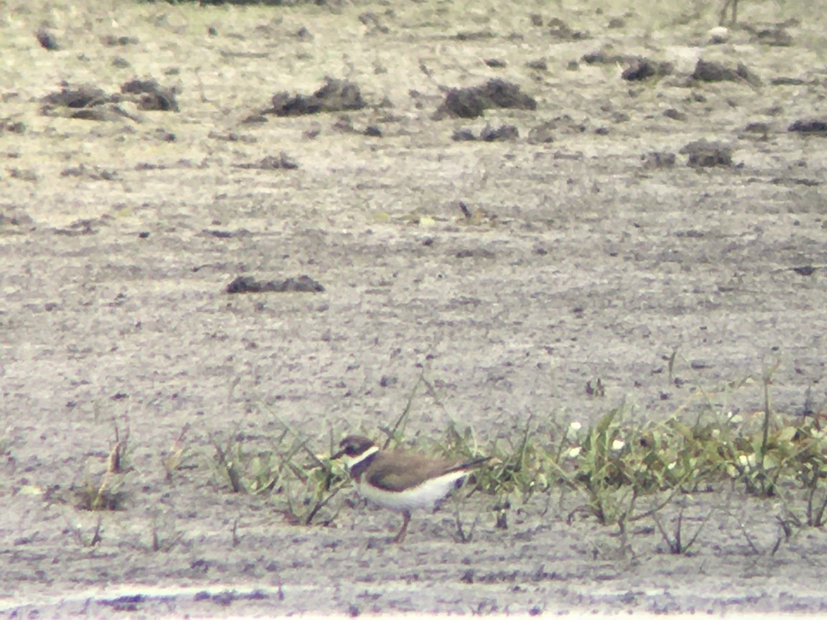 Semipalmated Plover - ML484928581