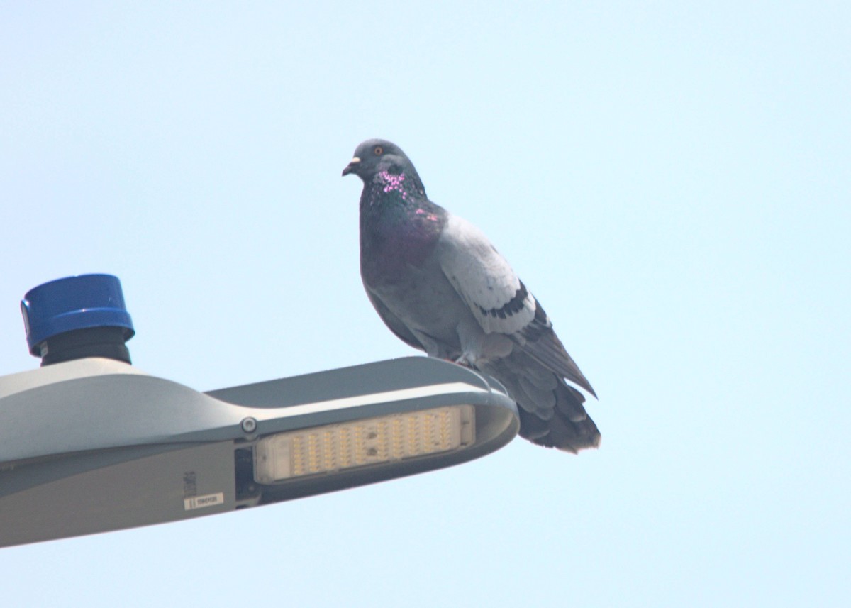 Rock Pigeon (Feral Pigeon) - ML484928751