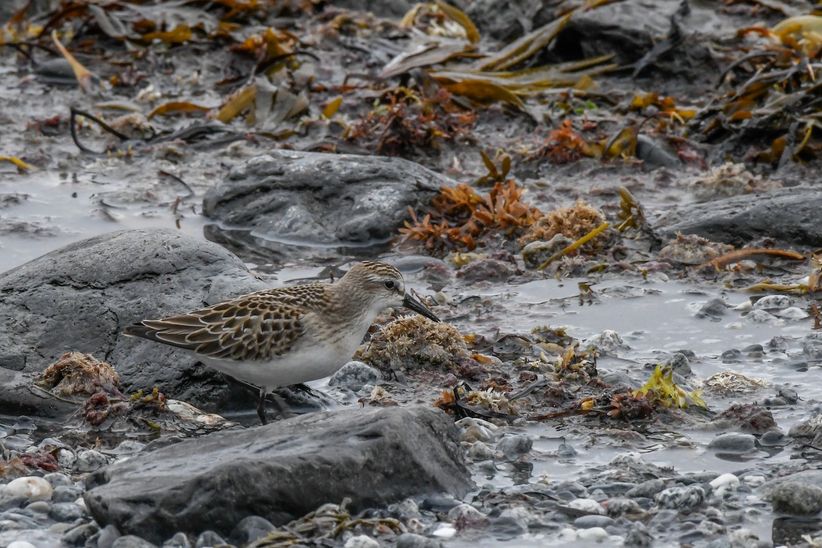 Semipalmated Sandpiper - ML484930721