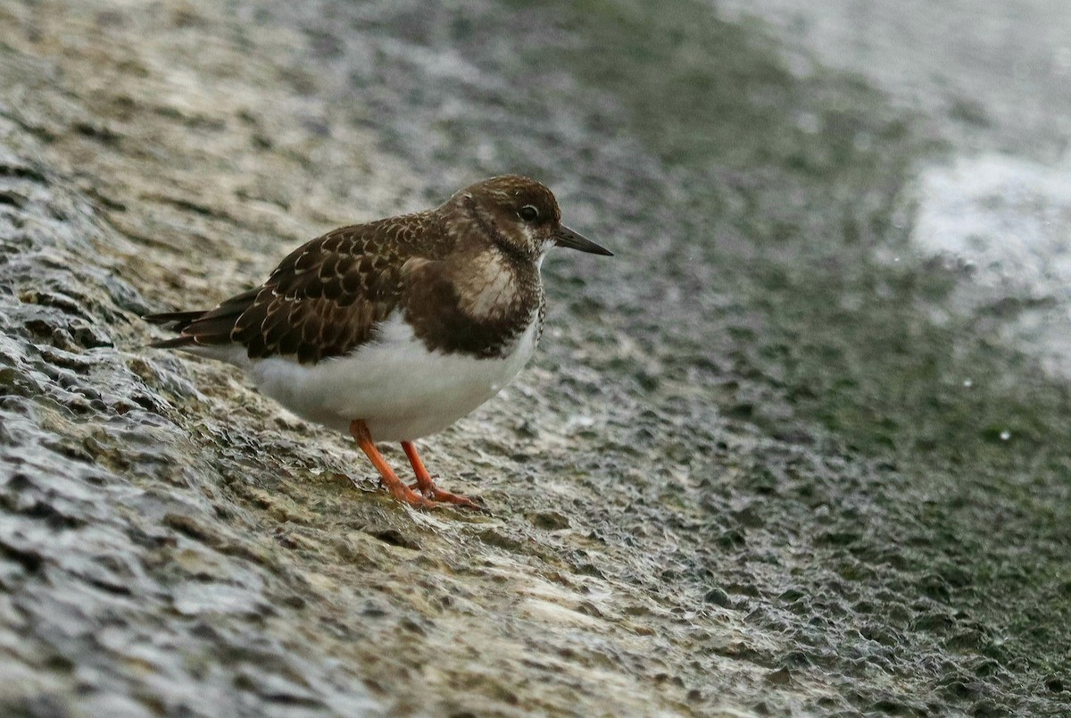 Ruddy Turnstone - ML484931391