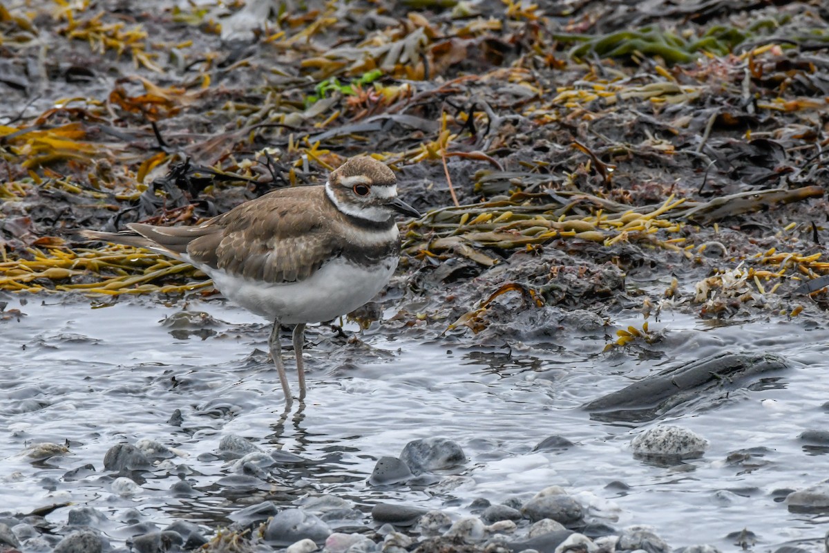 Killdeer - ML484931781