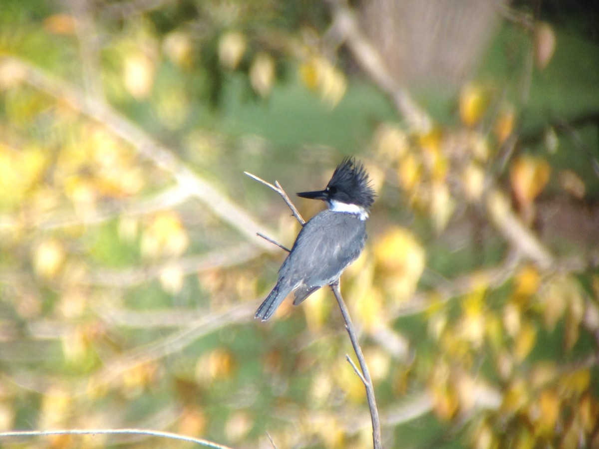 Belted Kingfisher - ML484932391