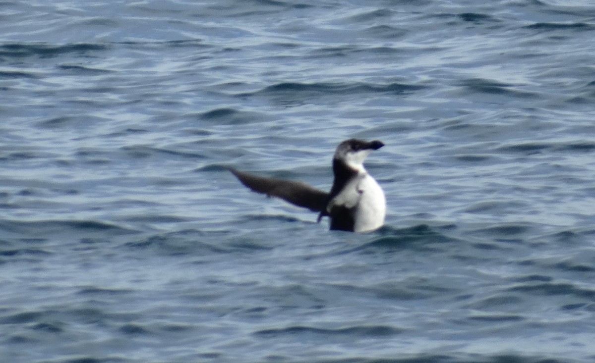 Razorbill - ML484932891