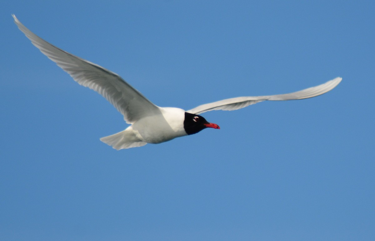 Gaviota Cabecinegra - ML484932931