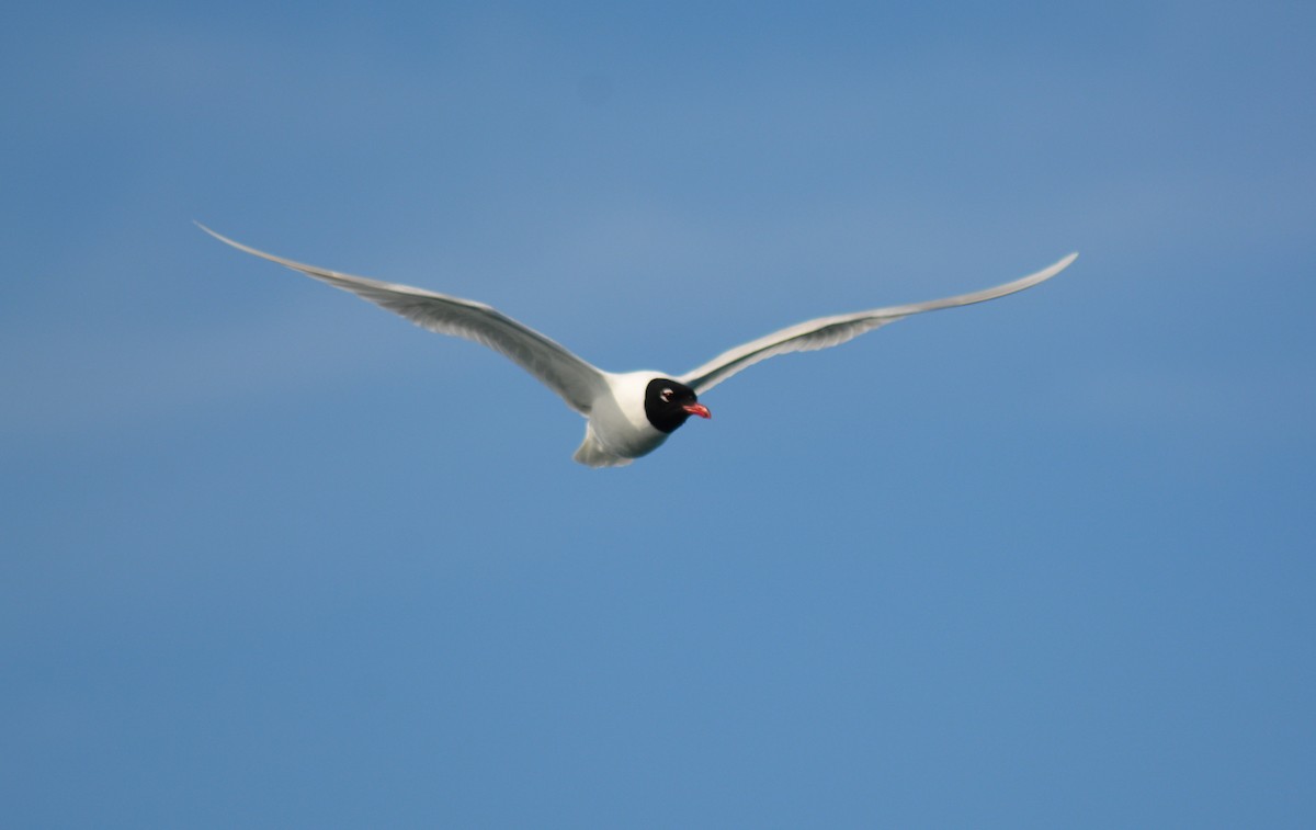 Gaviota Cabecinegra - ML484932941