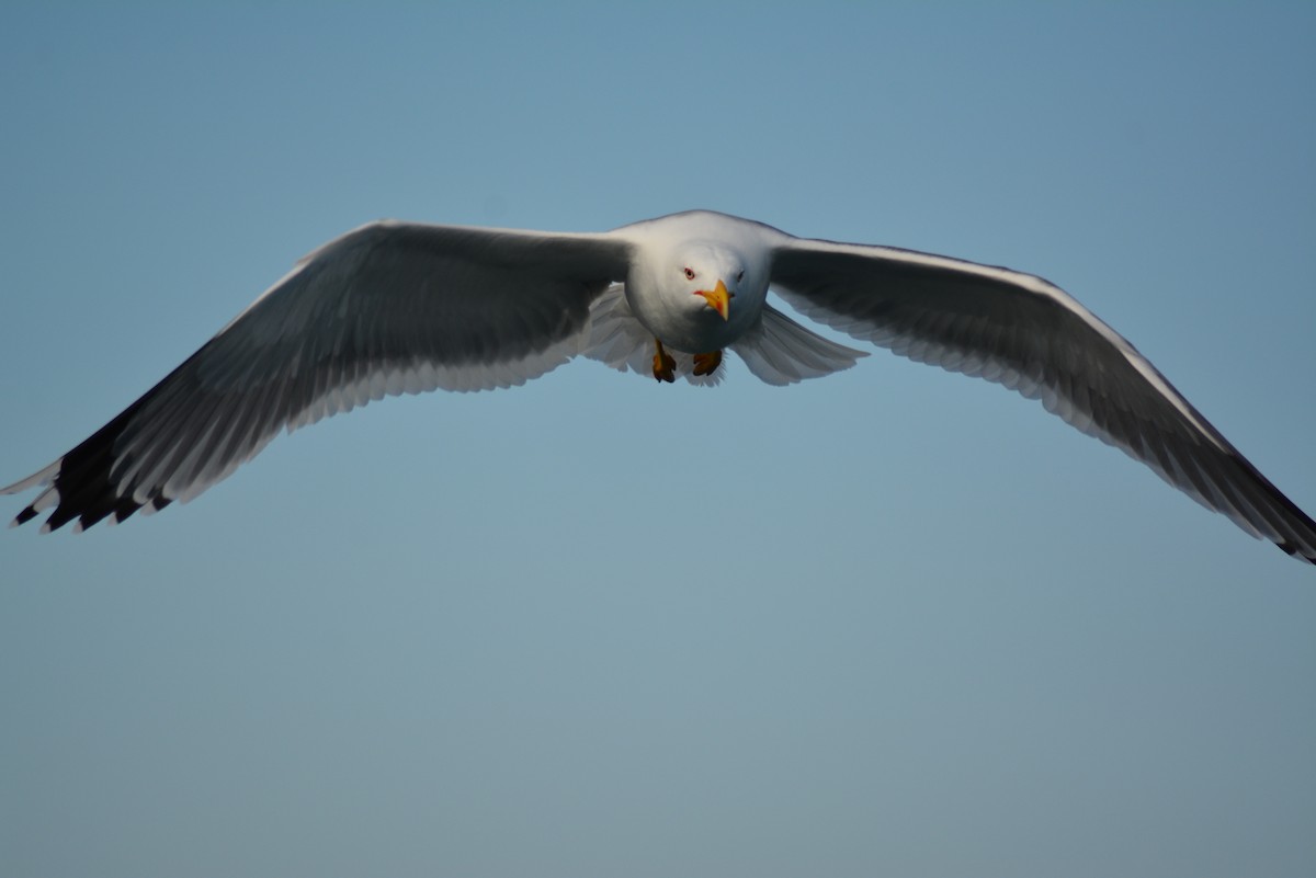 Yellow-legged Gull - Olivier Marchal