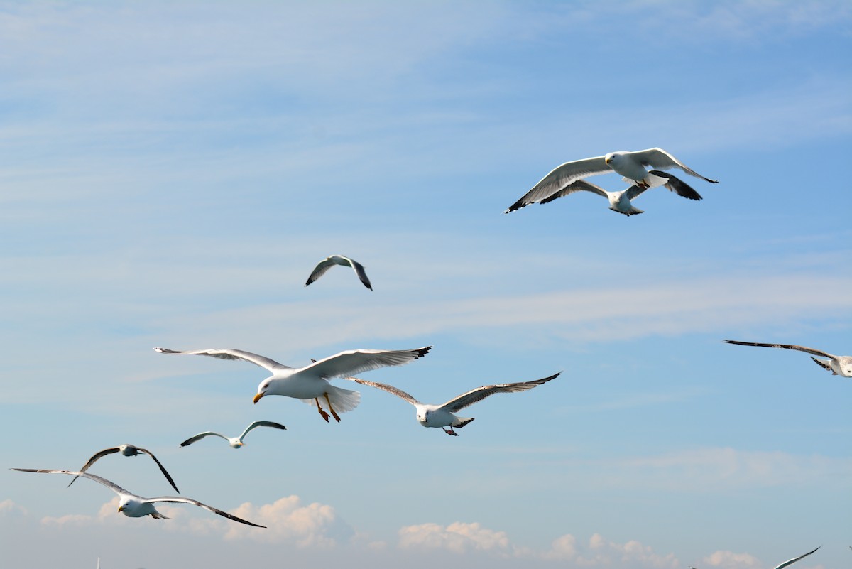 Gaviota Patiamarilla - ML484932981