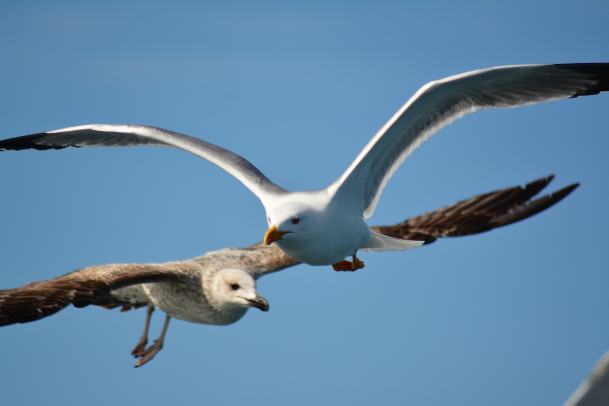 Yellow-legged Gull - ML484932991