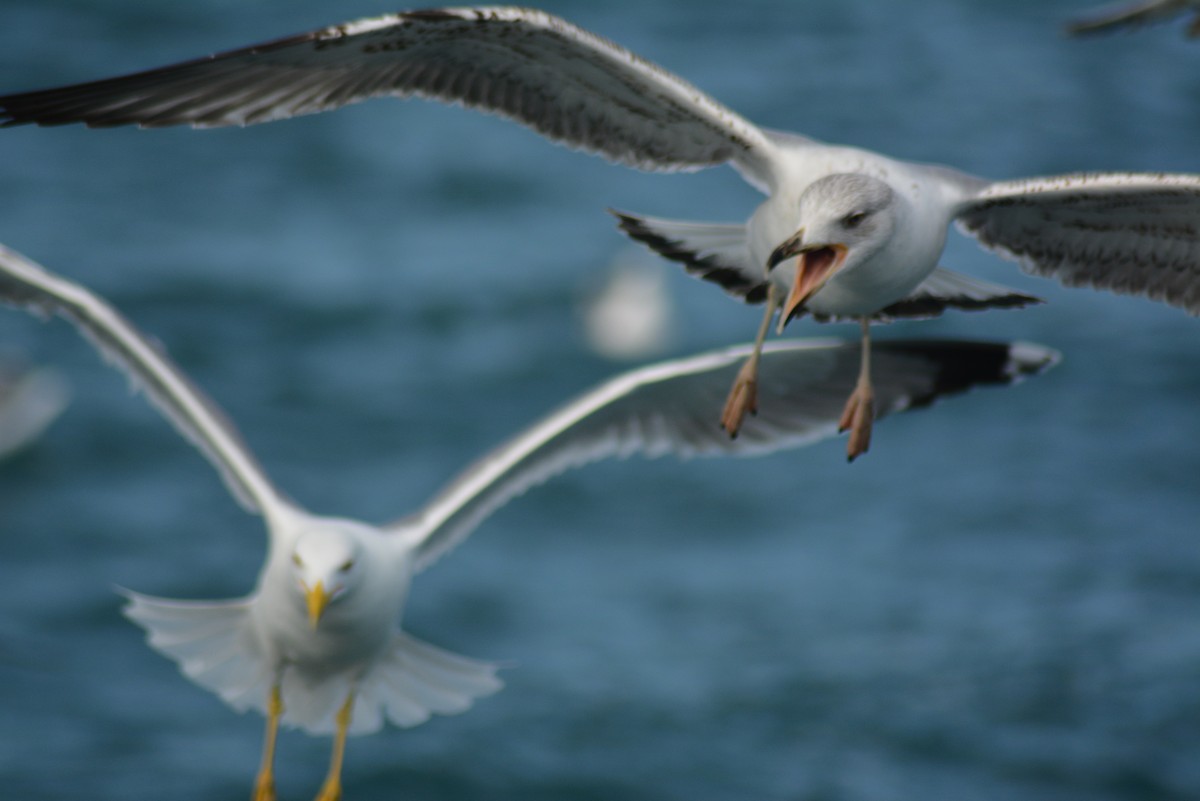 Yellow-legged Gull - Olivier Marchal