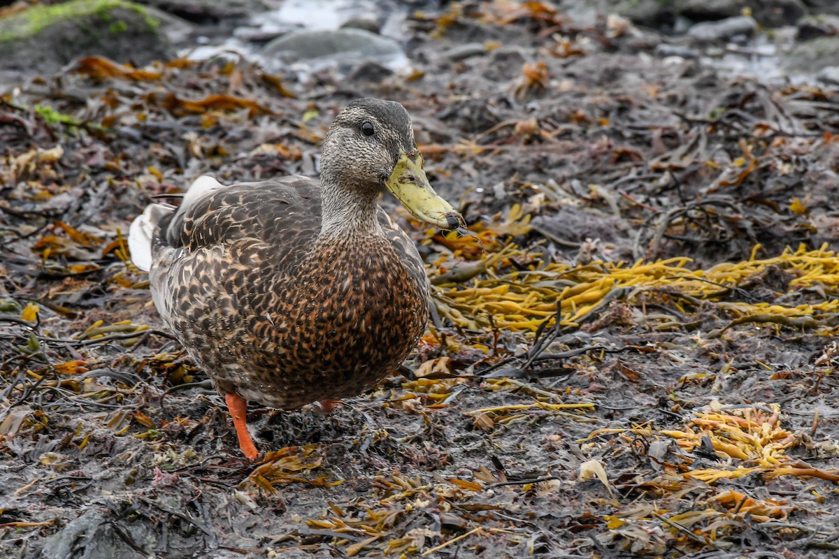 Canard colvert - ML484933091