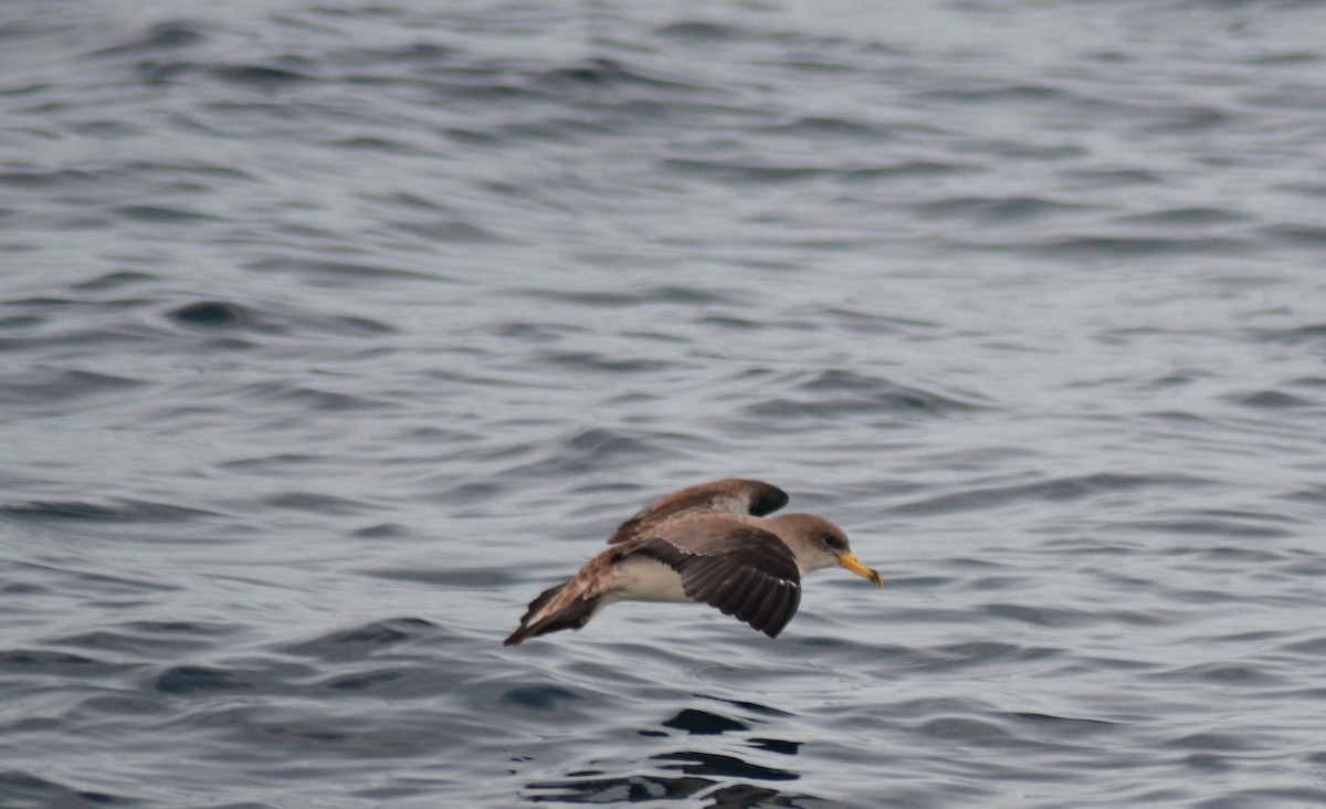 Cory's Shearwater - ML484933881