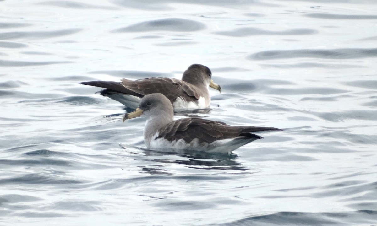 Cory's Shearwater - Olivier Marchal