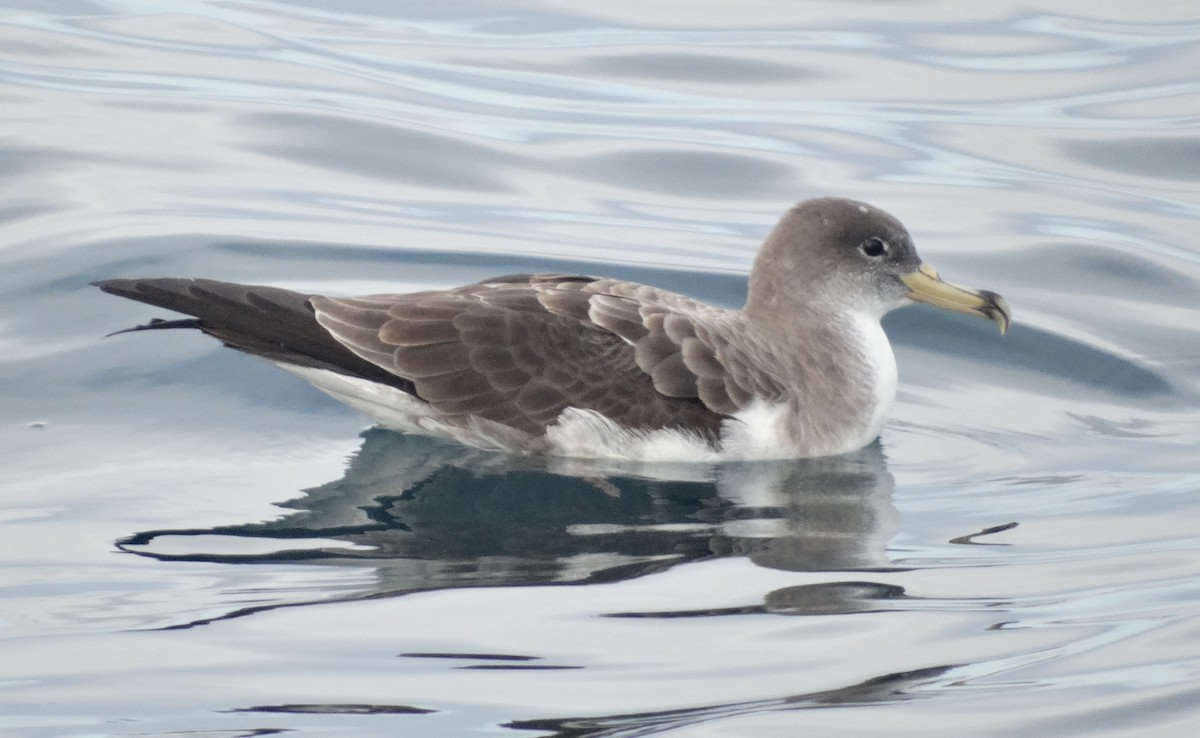 Cory's Shearwater - ML484933911