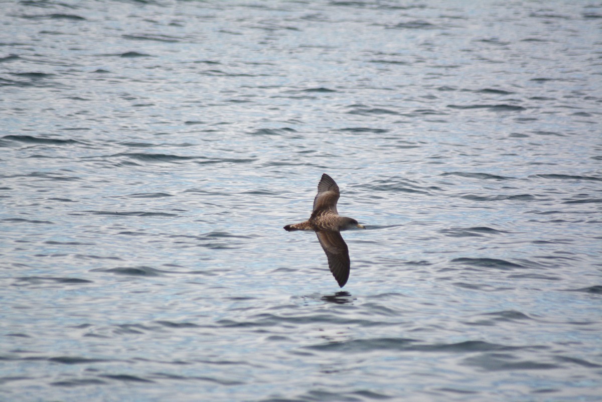 Cory's Shearwater - ML484933921