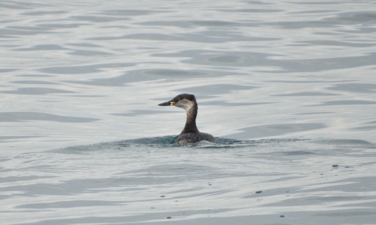 Red-necked Grebe - ML484934761