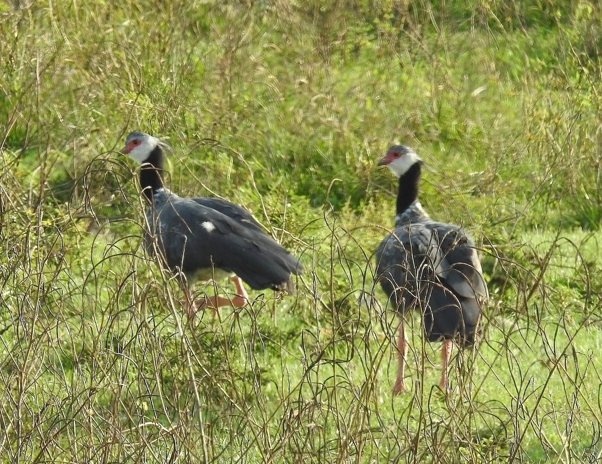 Northern Screamer - ML484934861