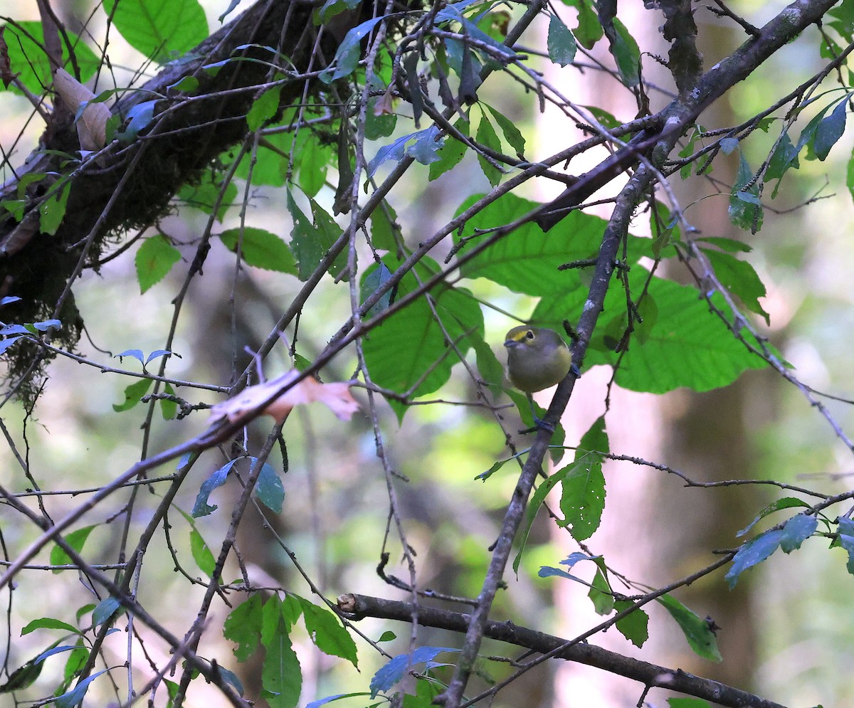 White-eyed Vireo - ML484935461