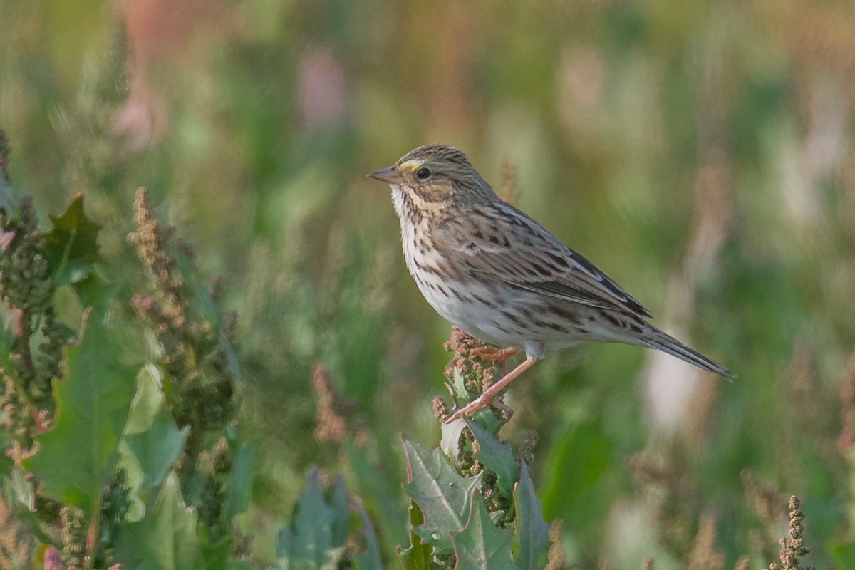 Savannah Sparrow - Jeff Bleam