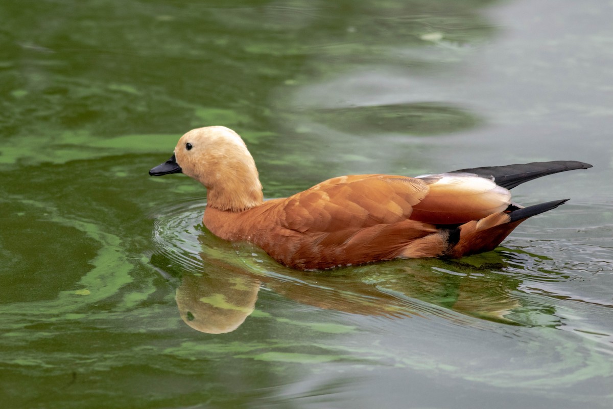 Ruddy Shelduck - ML484938861