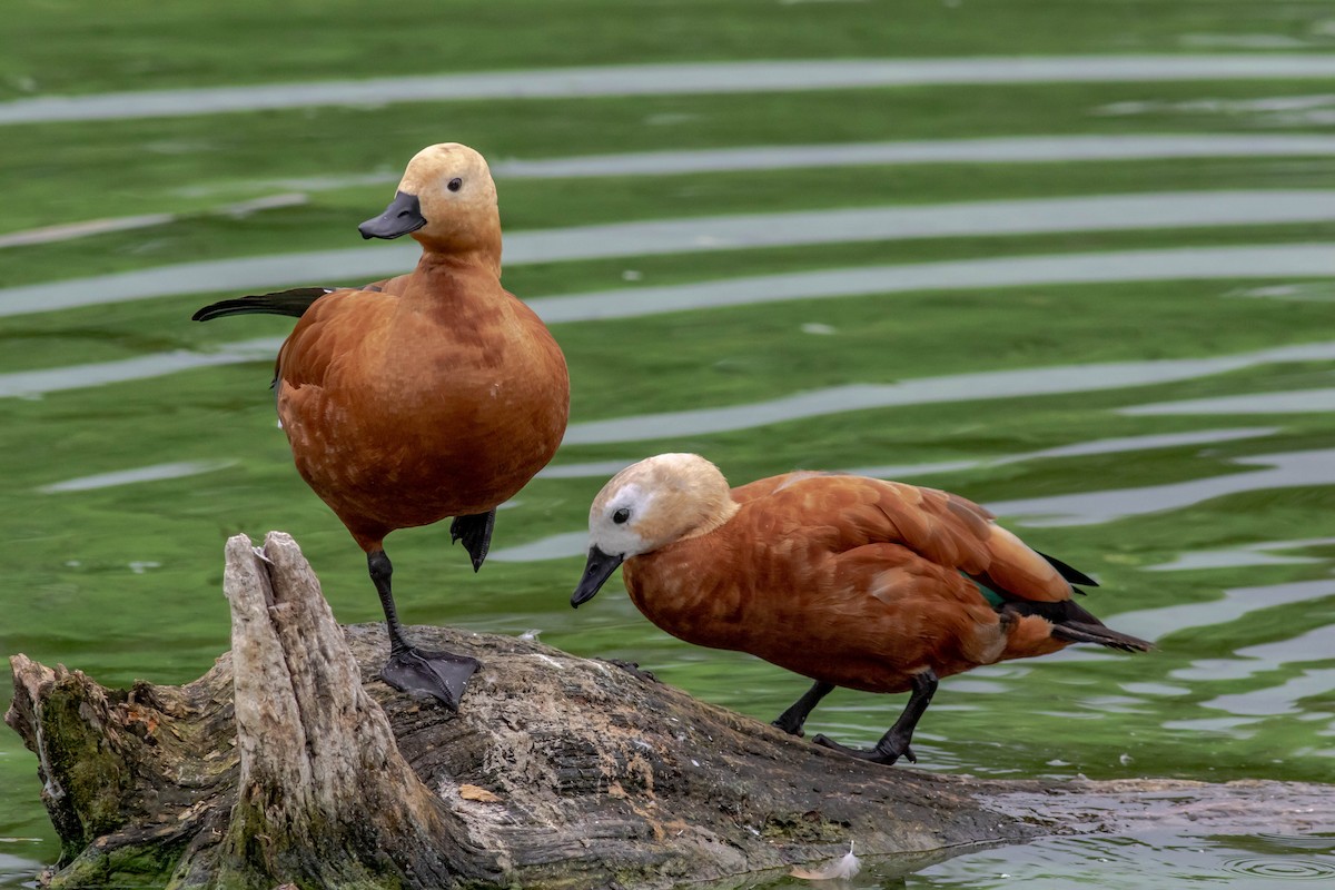Ruddy Shelduck - ML484938881