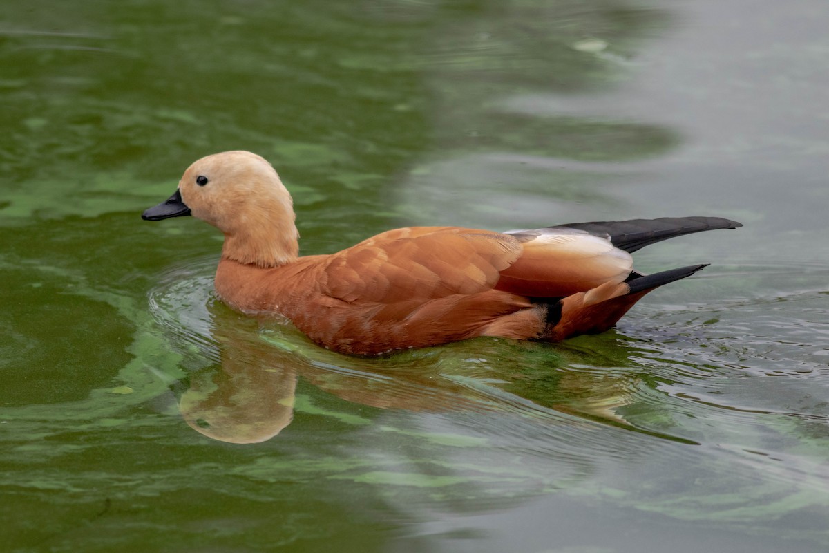 Ruddy Shelduck - ML484938891