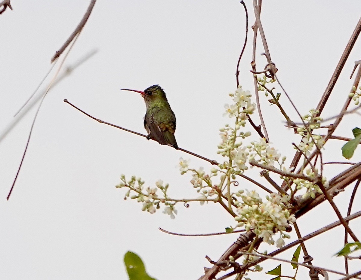 Gilded Hummingbird - Susan Hartley