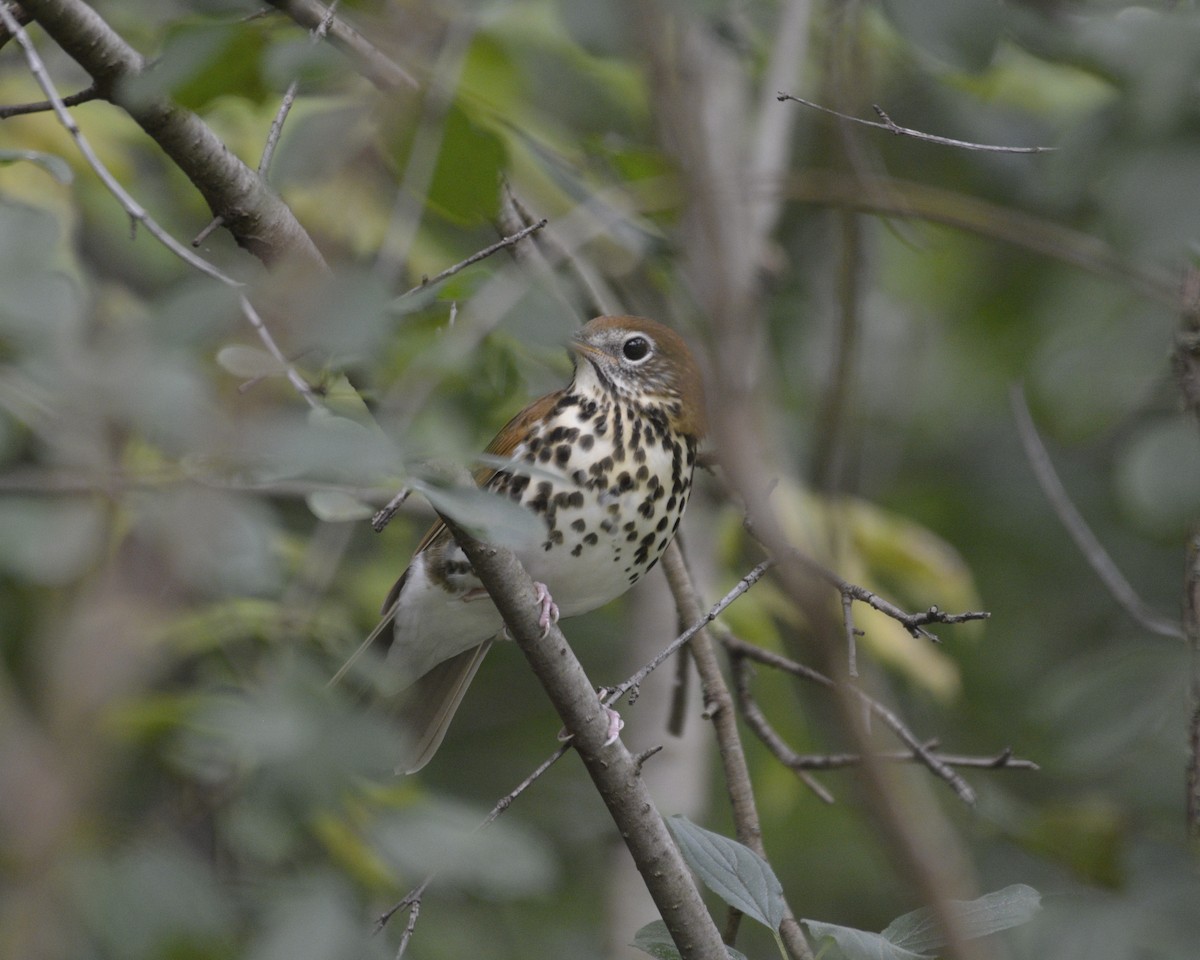 Wood Thrush - ML484939431