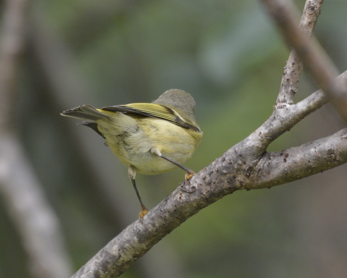 Ruby-crowned Kinglet - ML484939641