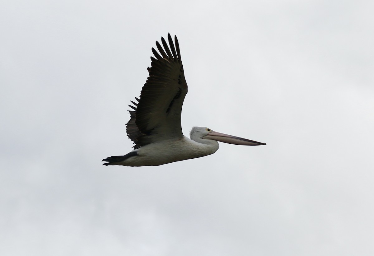 pelikán australský - ML484941691